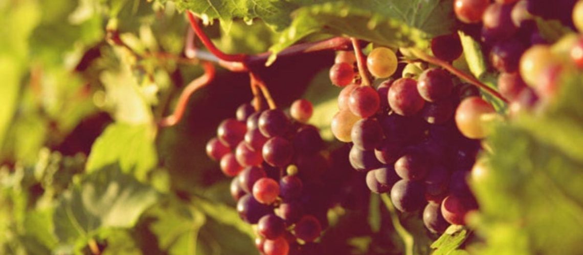 grape-harvest-blog